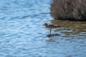 pluvialis squatarola pluvier argente pluvialis squatarola pluvier argente