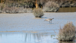 pluvialis squatarola pluvier argente pluvialis squatarola pluvier argente