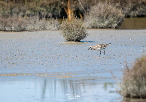 pluvialis squatarola pluvier argente pluvialis squatarola pluvier argente