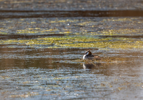 podiceps cristatus grebe huppe podiceps cristatus grebe huppe