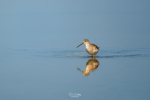 tringa erythropus chevalier arlequin tringa erythropus chevalier arlequin