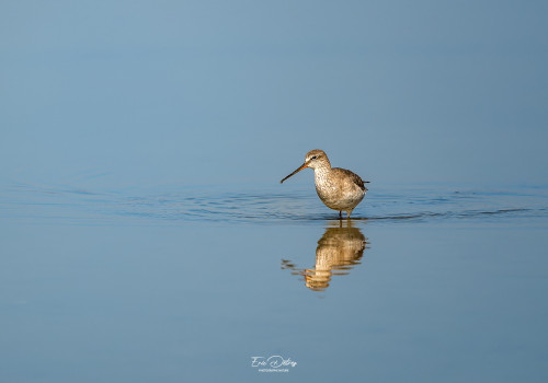 tringa erythropus chevalier arlequin tringa erythropus chevalier arlequin