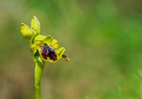 ophrys delforgei