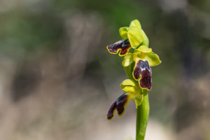 ophrys delforgei ophrys delforgei