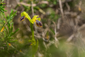 ophrys delforgei ophrys delforgei