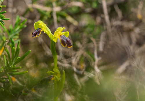 ophrys delforgei
