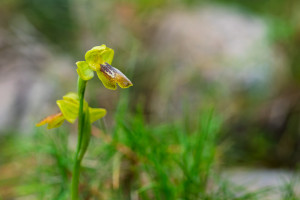 ophrys delforgei ophrys delforgei