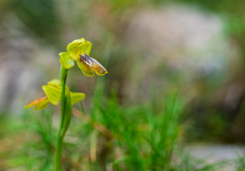 ophrys delforgei