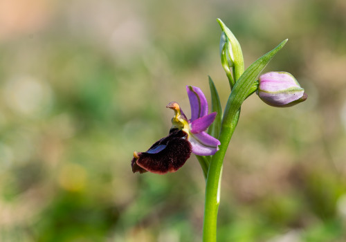 ophrys aurelia