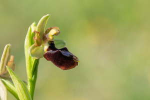 ophrys aurelia x passionis 10 ophrys aurelia x passionis 10