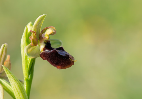 ophrys aurelia x passionis 10