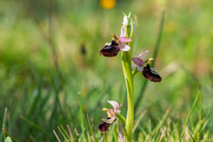 ophrys aurelia x passionis ophrys aurelia x passionis