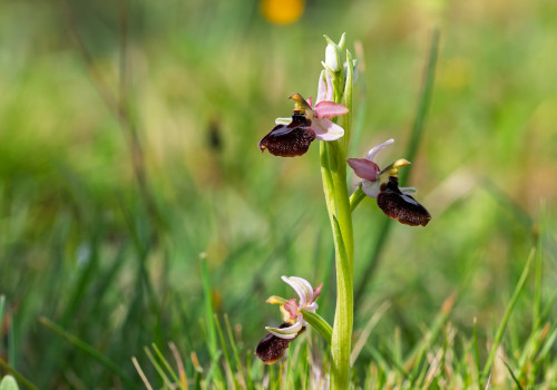 ophrys aurelia x passionis