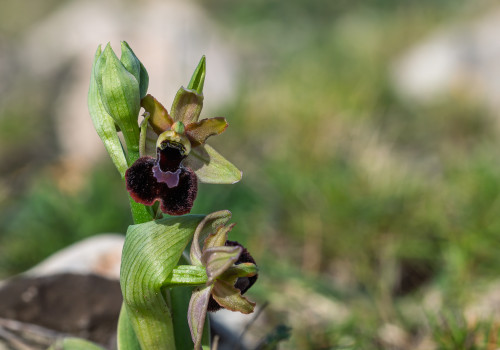 ophrys aurelia x passionis 12