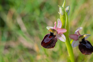 ophrys aurelia x passionis ophrys aurelia x passionis