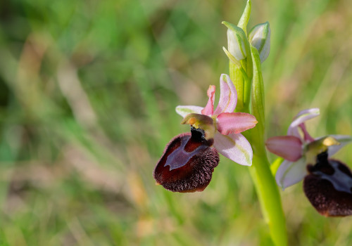 ophrys aurelia x passionis