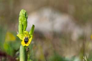 ophrys lutea ophrys lutea