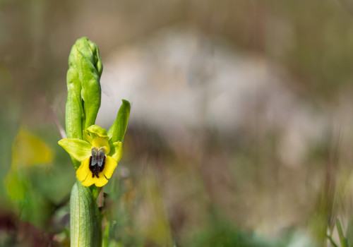 ophrys lutea