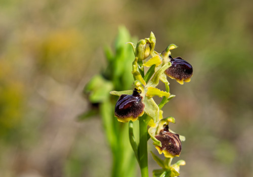 ophrys passionis