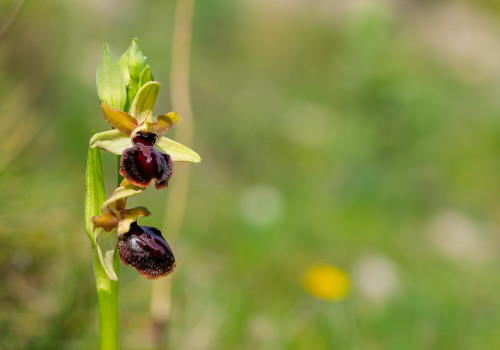 ophrys passionis
