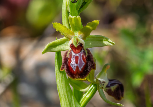 ophrys provincialis