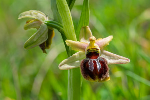 ophrys provincialis x splendida ophrys provincialis x splendida