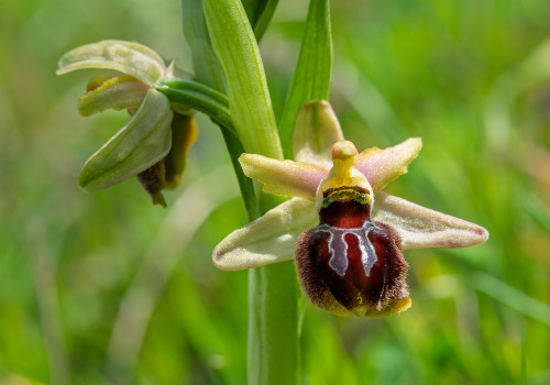 ophrys provincialis x splendida