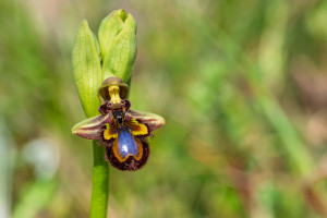 ophrys speculum ophrys speculum