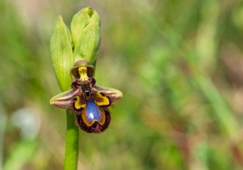 ophrys speculum