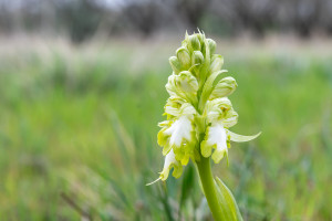 himantoglossum robertianum himantoglossum robertianum