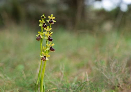 ophrys arachnitiformis ophrys arachnitiformis