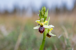 ophrys arachnitiformis ophrys arachnitiformis