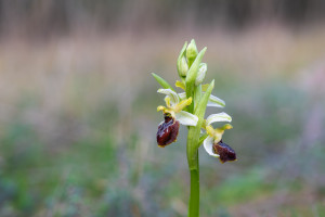 ophrys arachnitiformis ophrys arachnitiformis