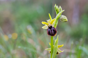 ophrys passionis ophrys passionis