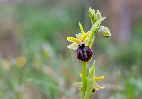 ophrys passionis ophrys passionis