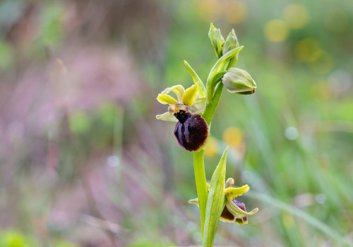 ophrys passionis ophrys passionis