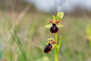 ophrys passionis ophrys passionis