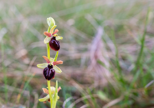 ophrys passionis ophrys passionis