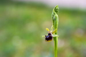 ophrys passionis ophrys passionis