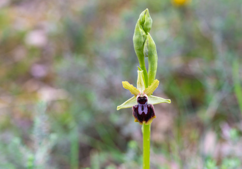 ophrys passionis ophrys passionis