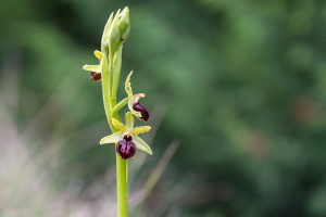 ophrys passionis ophrys passionis