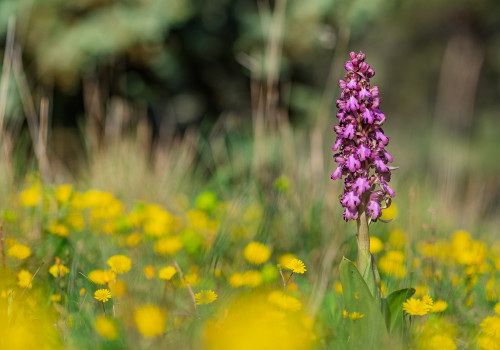 himantoglossum robertianum