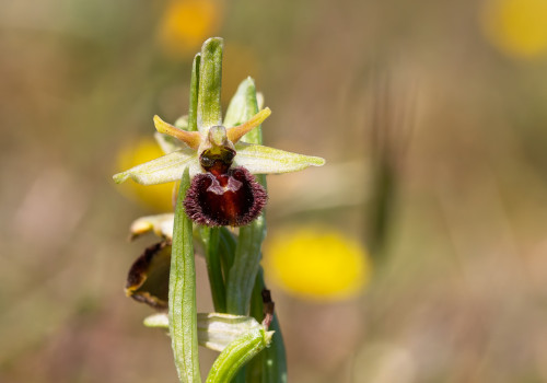 ophrys arachnitiformis