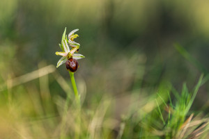 ophrys arachnitiformis ophrys arachnitiformis