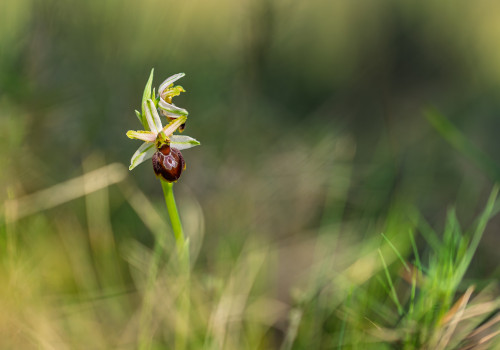ophrys arachnitiformis