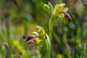 ophrys forestieri ophrys forestieri