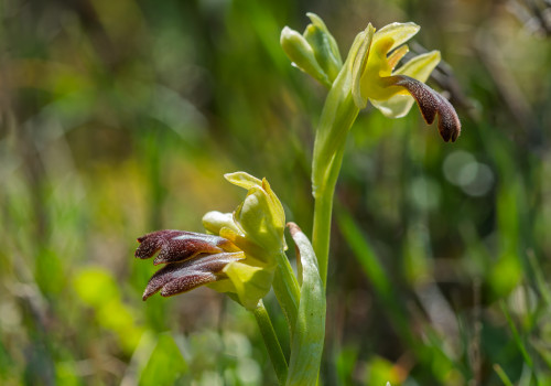 ophrys forestieri