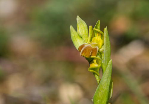 ophrys forestieri