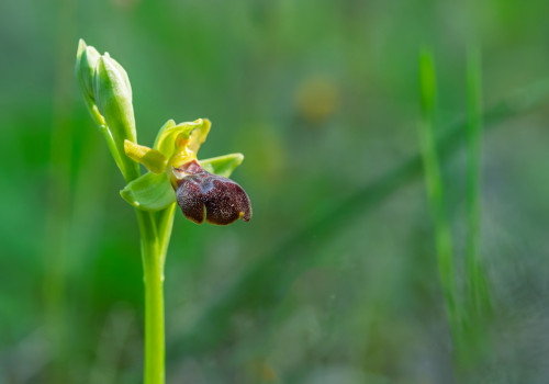ophrys forestieri x passionis 10