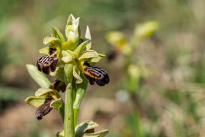 ophrys forestieri x passionis ophrys forestieri x passionis
